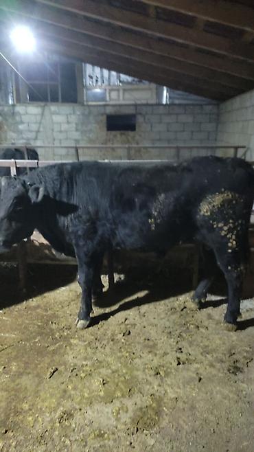 Коровы, быки: Продаю | Бык (самец) | На откорм — 6