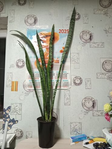 материнская сердце цветок: Продаётся цветок Сенсееверия, высота 1 метрцена 1000 сом