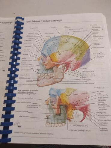 insan və cəmiyyət kitabı: Insan anatomiyasi atlas
