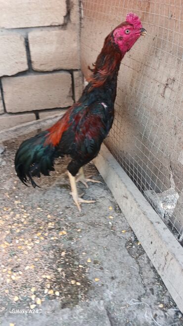 купить хорька в баку: Петух, Heyrati, лет: 1, Самовывоз, Платная доставка