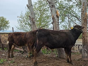 Коровы, быки: Продаю | Бык (самец) | На откорм | Привязанные — 6