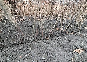 sam agaci satisi: Fındıq tingləri – köklü, açıq köklə - Bitki: Fındıq kolu (Corylus — 5