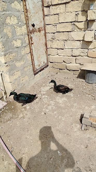 qarğa balası: Kayuqa ördəkləri – cütlük Real alıcıya endirim olacaq. - Rəng — 2