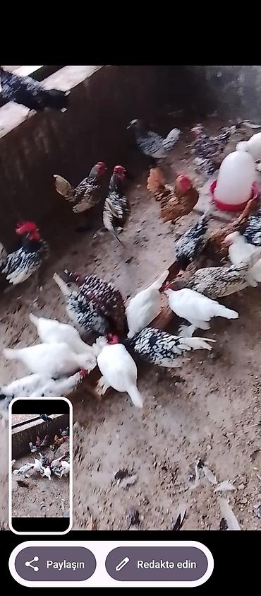 afçarka satılır: Toyuq, Damazlıq, Ünvandan götürmə — 2