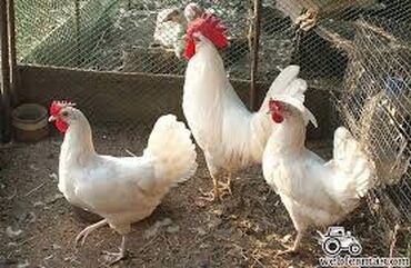 канарейка птица: Вывожу цыплят леггорн на заказ