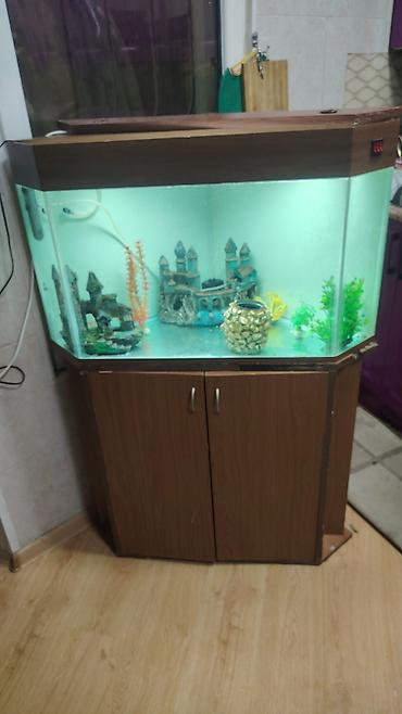 akvaryumlar: Üçbucaq akvarium, Boş, 200 l, Ünvandan götürmə — 1