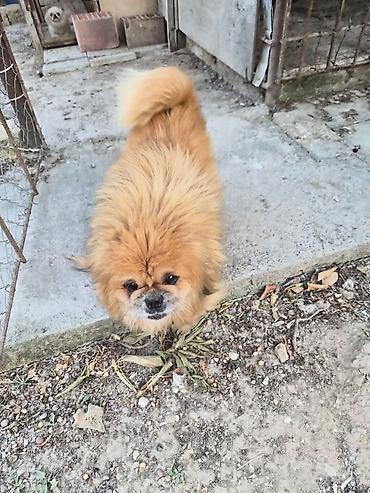 it bazari 2023: Pekines, 2 il, Erkək, Peyvəndli, Ünvandan götürmə — 2