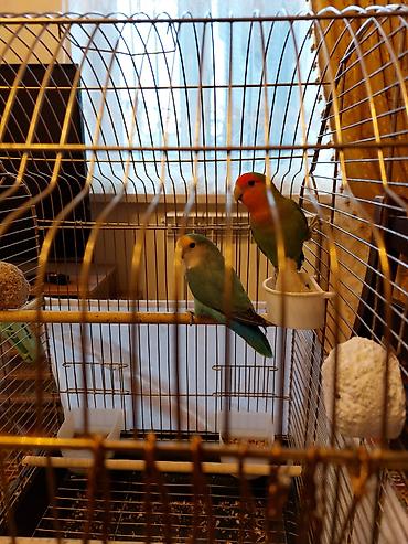 lovebird fisher: Məhsul: Sevgi quşları (agapornis) cütü və qəfəs dəsti Təsvir: - Növ — 1