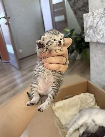 кошки шотландский: Шотландские котята (Scottish Fold/Scottish Straight) от домашней кошки — 2