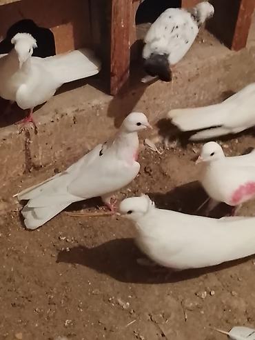 göyərçin satışı: Satılır .vp aktivdir 0703312130 — 3
