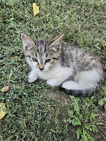 Мышыктар сатылат: Котёнок-мальчик классической окраски табби-биколор (серо-чёрные полосы — 1
