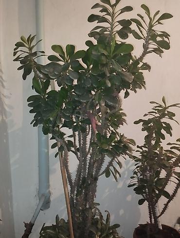 молочай миля: Крупные комнатные растения — молочай Милей (Euphorbia milii, «Корона — 3