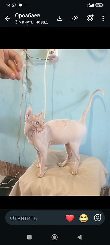 Мышыктар сатылат: Кот на вязка готово — 1