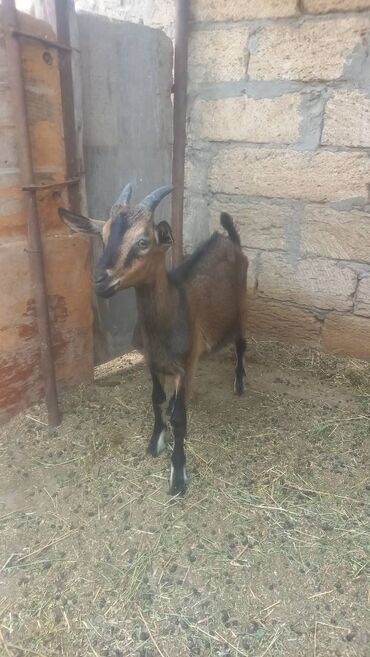 birə dərmanı: Erkək, Alpine, il: 1, 30 kq, Damazlıq, Ünvandan götürmə