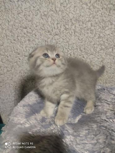 cat ruletka: Şotland, Erkək, Dişi, Ödənişli çatdırılma — 4