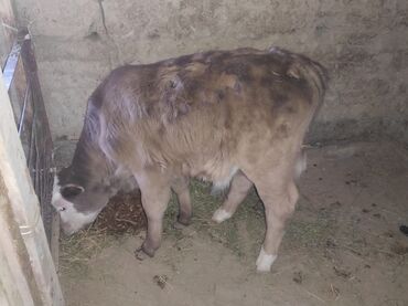 продам домик для кошки: Продаю | Музоо, торпок | На откорм