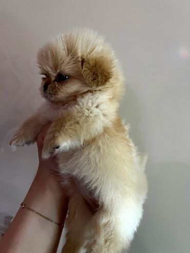 İtlər: Pekines, 2 ay, Dişi, Ünvandan götürmə