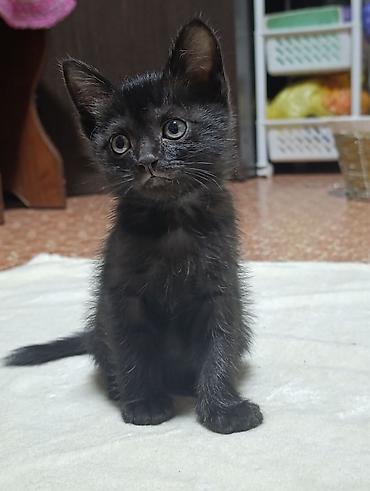 ошейник для котят: Котята. Ищем котяткам любящий, надёжный дом ♥️ Котятам 2 — 4