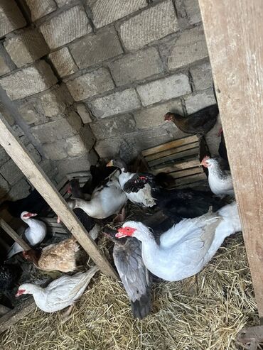 Ördəklər: Dişi, | Lal ördək, Damazlıq — 2