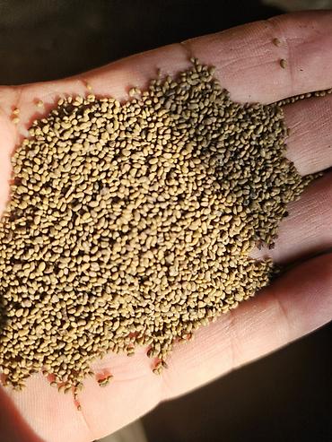 Корма для с/х животных: Силос, буудай, беде спарцет арпа урук та бар сатылат. Сапаты жакшы — 11