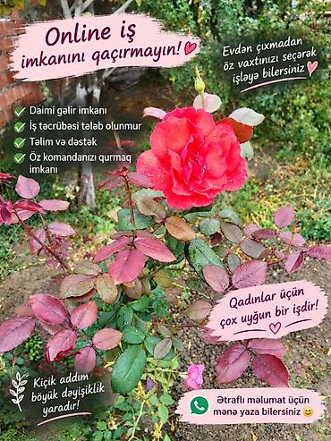 evde daye isyeri: Ev köməkçisi tələb olunur, Dəyişən qrafik, Təcrübəsiz — 1