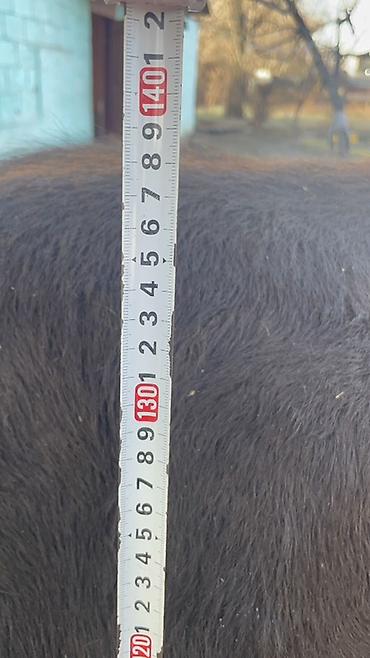 Коровы, быки: Продаю | Корова (самка) | Алатауская | Для разведения, Для молока at lalafo.kg — 16 Коровы, быки: Продаю | Корова (самка) | Алатауская | Для разведения, Для молока — 16