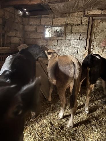 tap. az itler: 5 aylıq erkek danalar satılır — 1