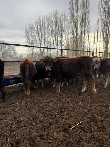 Коровы, быки: Продаю | Бык (самец) | Полукровка, Голштин, Алатауская | На откорм — 1