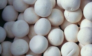 лотки для яйц: Курут сатылат маалымат алыш үчүн байланыш телефонго чалыныстар