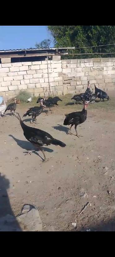 kənd toyuq: Çekisi 2.300kq hinquşu balalar 3ayliqdir 20 denedir 24m dan analari — 6