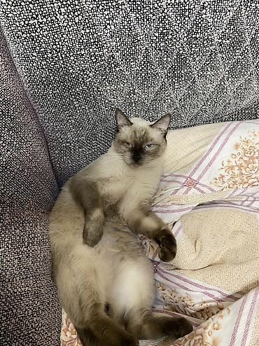 Отдам даром кошку: Кошка даром: Сиамская, 1 год, Мальчик, Кастрирована, Приучена к лотку, Проглистована — 2