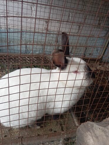 Грызуны: Продаю кролиху цена 1000 сом срочно