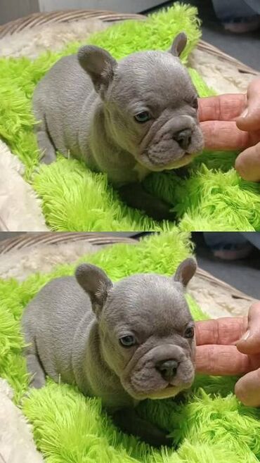 Psi: Francuski buldog štenci egzotičnih boja veseli umiljati, stručno — 4