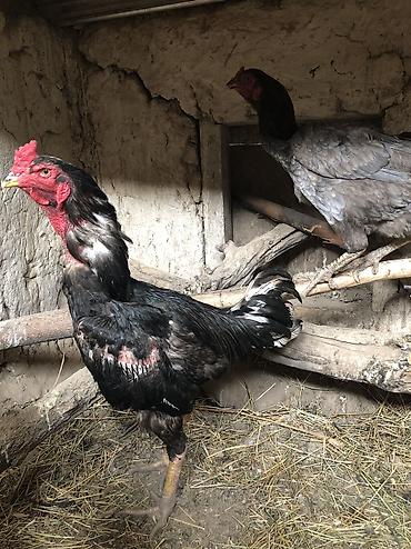 дака: Продаю | Куры, Петух | Бойцовая, Дакан | На забой, Для разведения, Несушки — 1