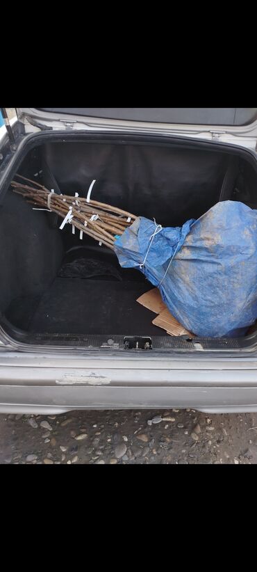 Tinglər: Məhsul: Şaftalı və nektarin tingləri, həmçinin məhsul nümunələri - — 10