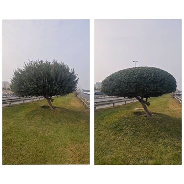 Ağaclar: Dejarativ 🌲 larin budanmasi həmsə yasil vitkilərin budanmasi kim — 5