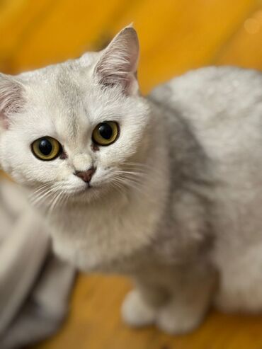 Шиншилла, Самка, Для вязки, Самовывоз