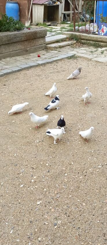 Göyərçinlər: Ağ rəngli ev göyərçinləri - Rəng: əsasən tam ağ, bəzilərində qara ağ — 3