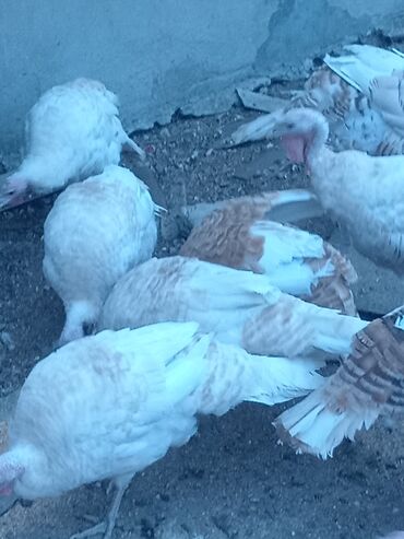 Hinduşka: Öz həyətimdə saxladığım hinduşkalar ətlik və damazlikdir. 60.manatdan — 2