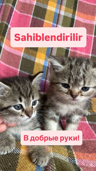 sort pişiklər: Britan, Erkək, Yaxşı əllərə