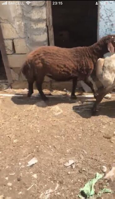 qurbanliq qoyun qiymetleri 2019: Erkək, Qala, il: 1, Ətlik, Ünvandan götürmə