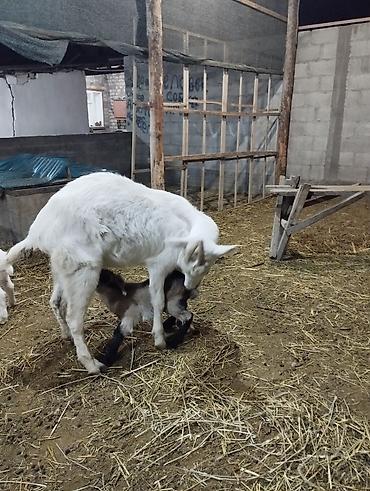 Козы, козлы: Продаю | Коза (самка) | Для разведения at lalafo.kg — 5 Козы, козлы: Продаю | Коза (самка) | Для разведения — 5