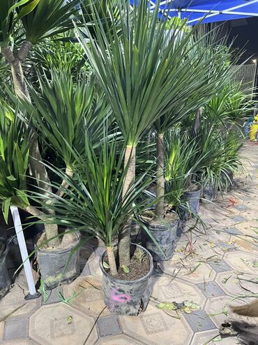 Драцены и Сансевиерии: Драцены и Сансевиерии — 14