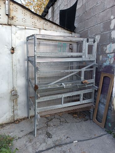 коты токмок: Птичник