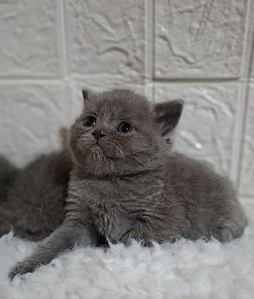 Продажа кошек: Продаётся шотландская девочка,скоттиш-страйт,возраст 1,5 — 8
