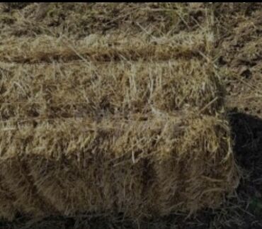 продажа собак в баку: 90-95 sm yonca presi Şəki Qax Oğuz ərazisinə çatdırılma və boşaltma