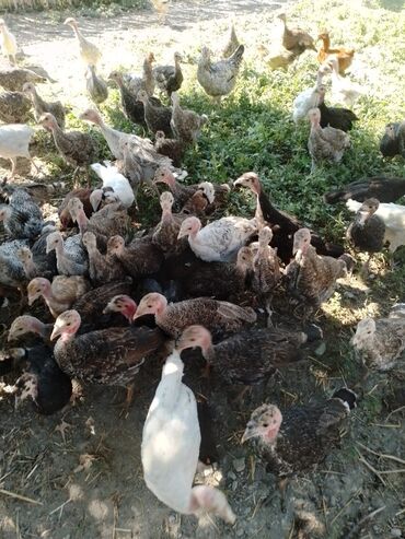 simmental ineklerin satisi: Самец, Amerika, Для разведения, Самовывоз