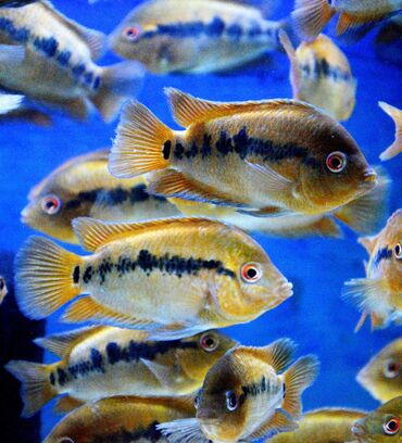 Balıqlar: Cixlid balığı — 9