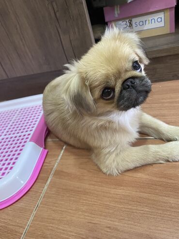 İtlər: Pekines, 5 ay, Dişi, Peyvəndli, Ünvandan götürmə
