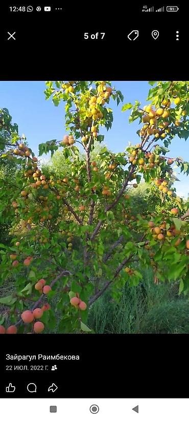 Продажа сельхоз предприятий: Питомник растений, 300 соток, Действующий, Без оборудования, Холодная вода — 8